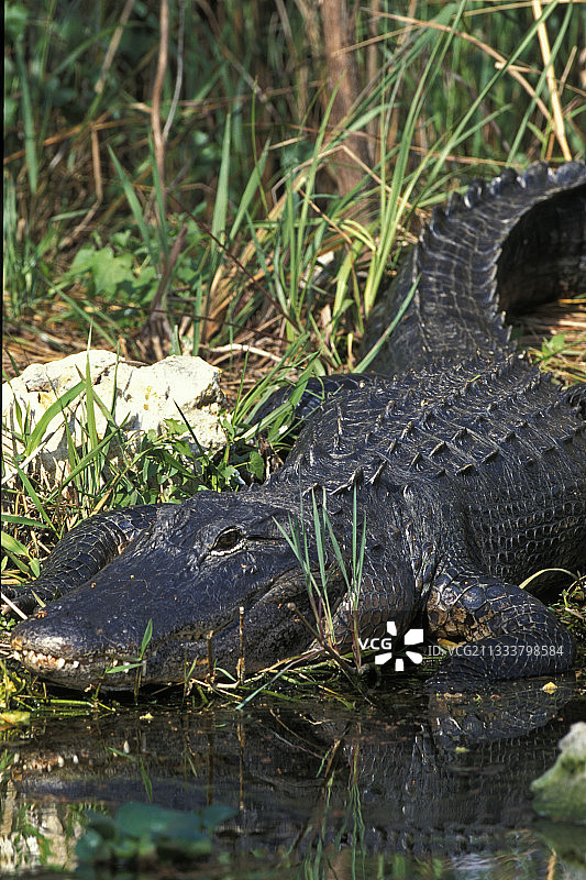 美国佛罗里达州大沼泽地国家公园里的美洲鳄图片素材