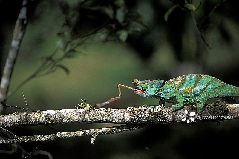 未捕到猎物的帕森变色龙，马达加斯加图片素材