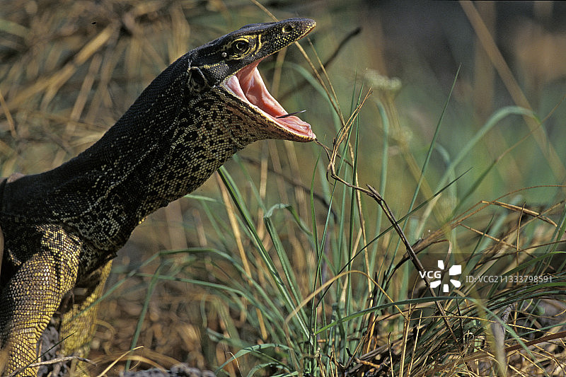 具有攻击性的黄斑巨蜥，澳大利亚北部地区图片素材