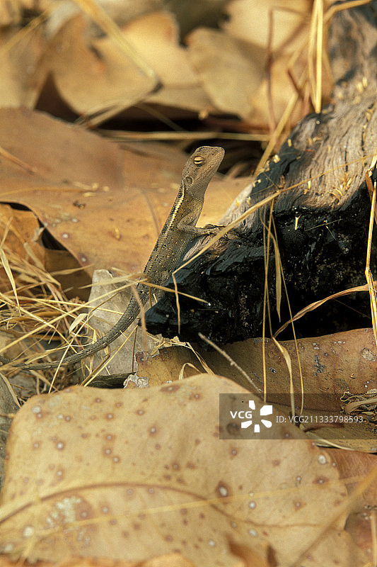 燃烧木材上的双孔龙，澳大利亚北部地区图片素材