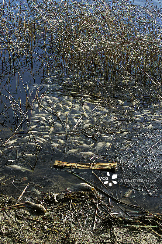 死在加拿大马尼托巴小湖里的鱼图片素材