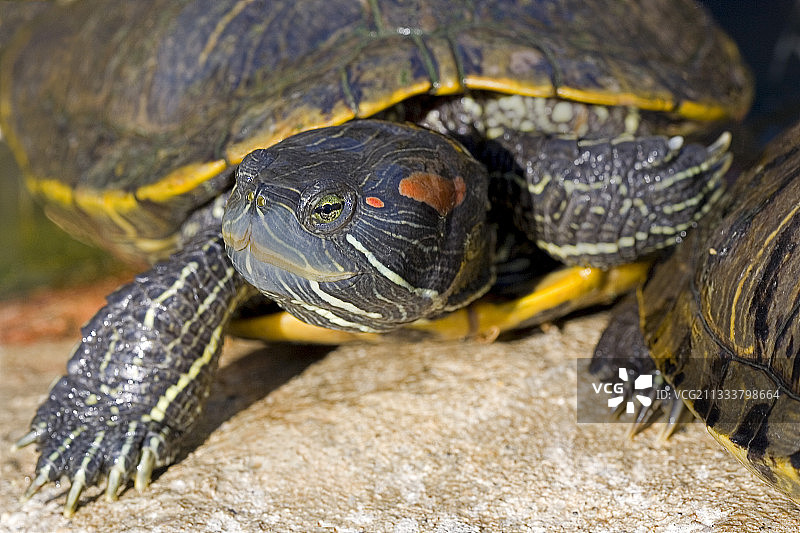 皮耶尔拉特鳄鱼养殖场图片素材