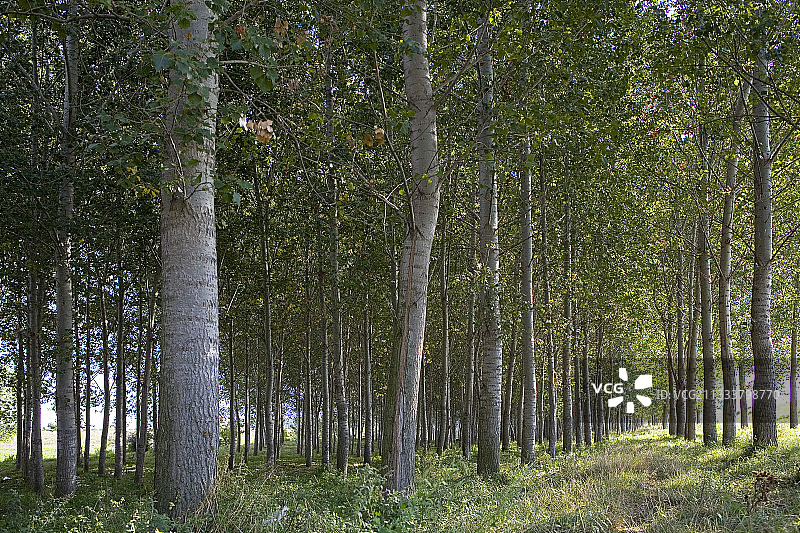 保加利亚多瑙河岸边的黑杨种植园图片素材