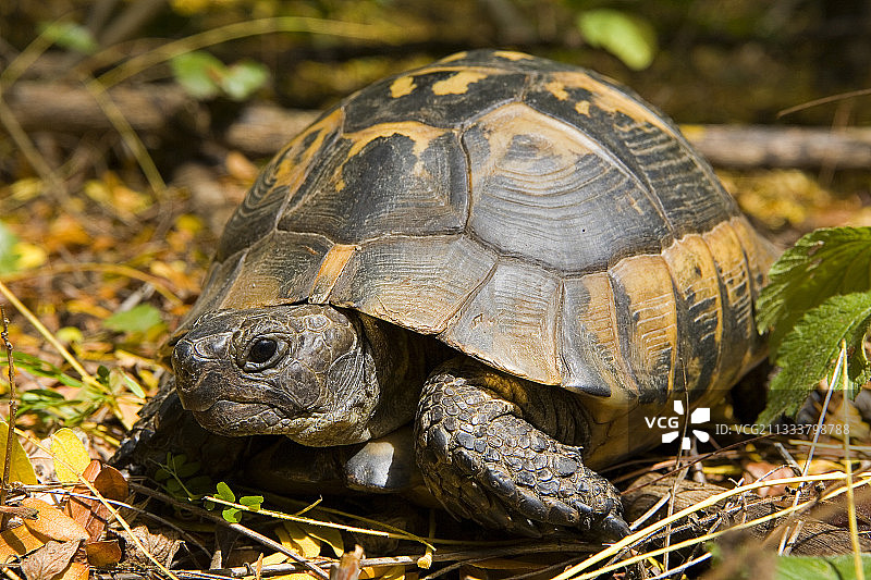 保加利亚普列文地区的赫尔曼陆龟图片素材