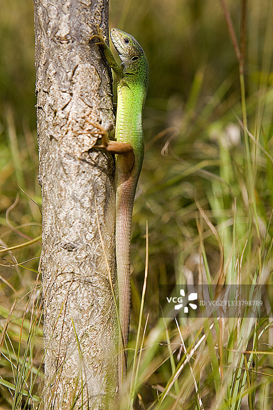 保加利亚普列文地区的巴尔干绿蜥蜴图片素材