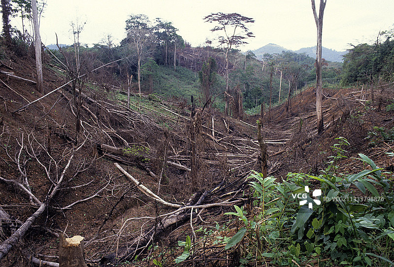刚果村庄农业用次生林烧毁图片素材