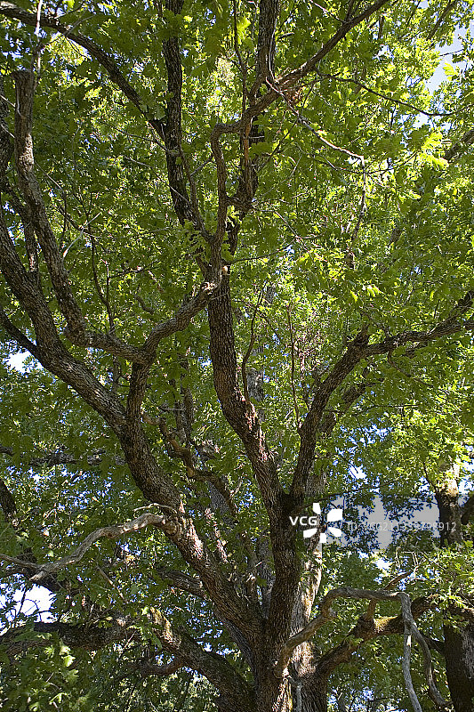 保加利亚 Strandja 自然公园的橡树枝图片素材