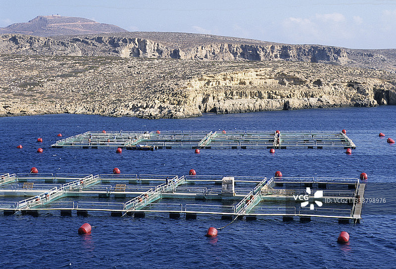 克里特岛地中海养殖鲷鱼图片素材