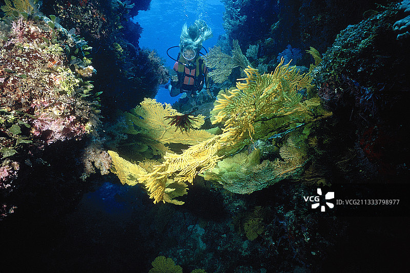潜水员在澳大利亚弗林德斯礁海扇前图片素材