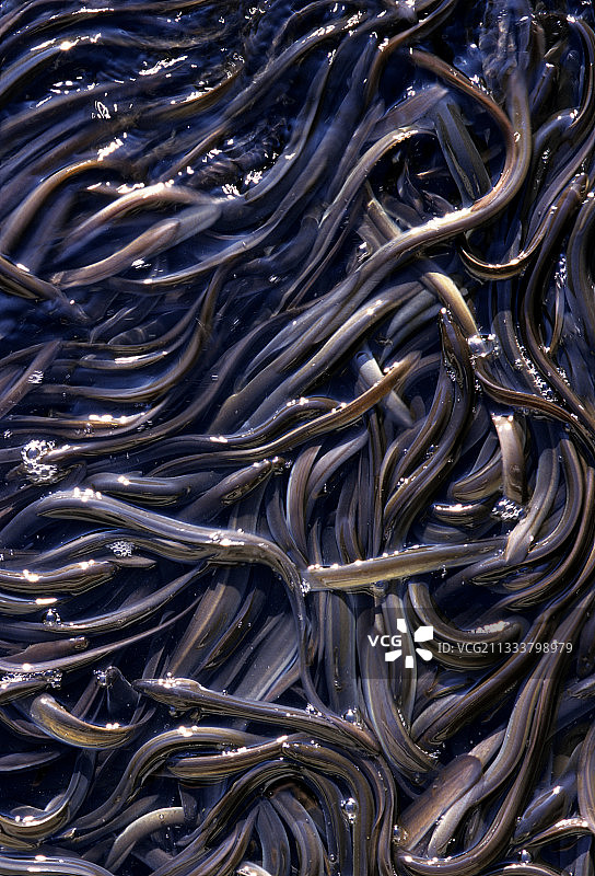 法国德龙省鳗鱼繁殖图片素材