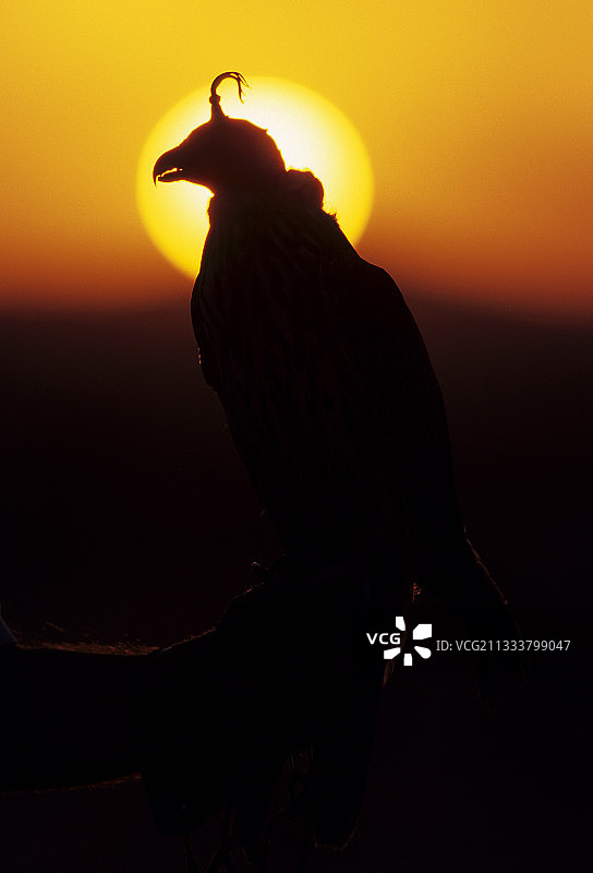 日落时分戴着面罩的猎鹰，阿拉伯联合酋长国图片素材