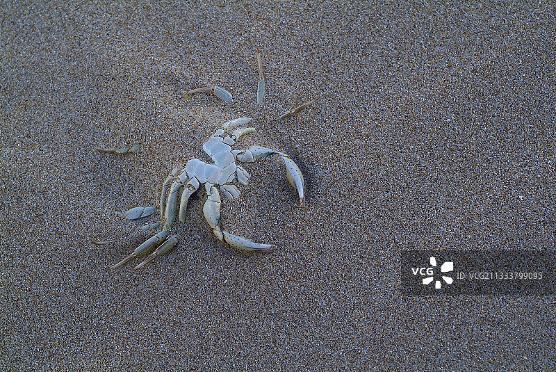 法国诺曼底海滩上的螃蟹图片素材