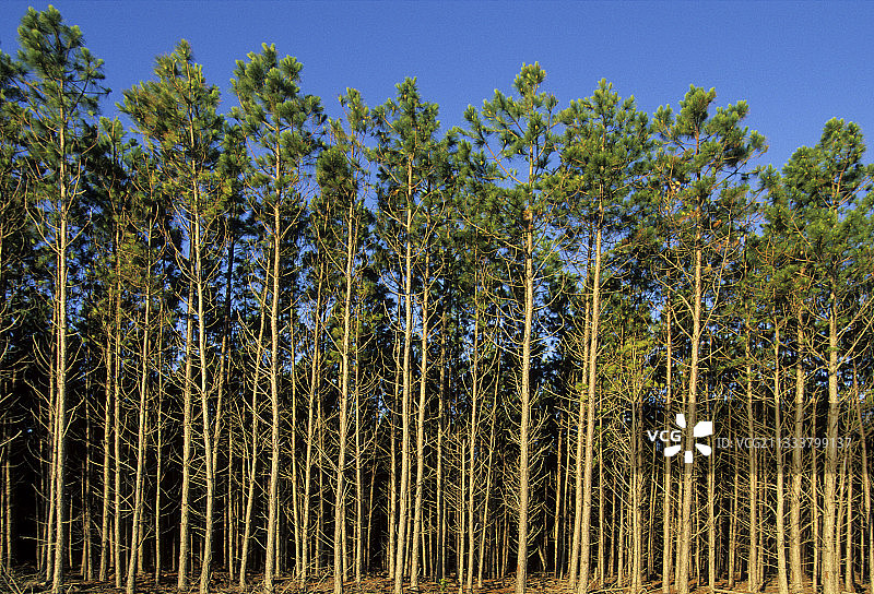 南里奥格兰德州松树人工林再造林图片素材