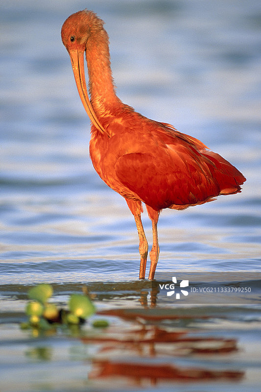 在委内瑞拉埃尔弗里奥水中梳理羽毛的绯红䴉图片素材
