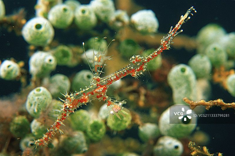 印尼德拉望岛的年轻小丑鬼龙图片素材