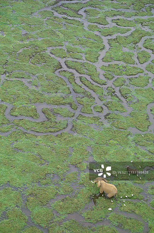 肯尼亚沼泽中的非洲象图片素材