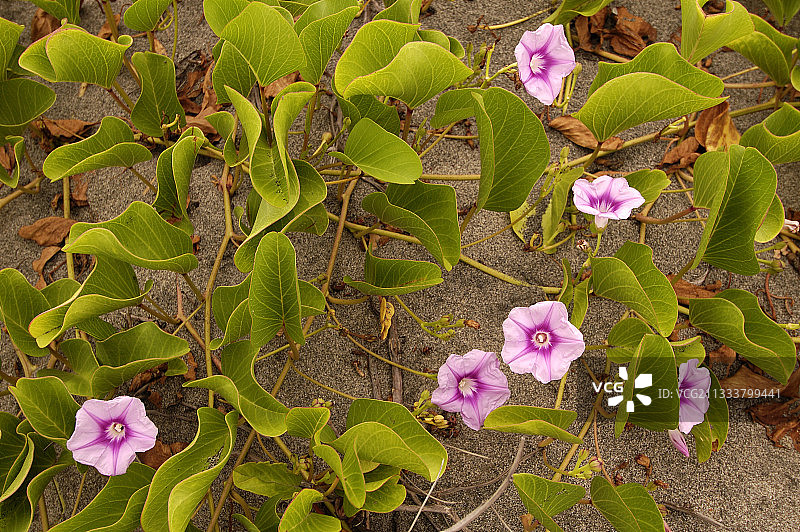 维提列伏岛海边的海滩牵牛花图片素材