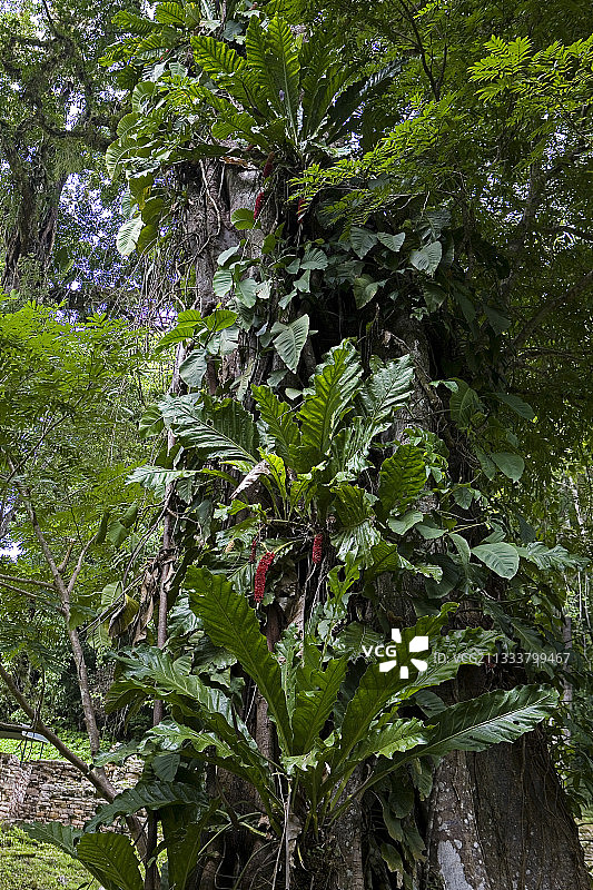 附生植物利用树干生长（获得光照？），而不寄生。恰帕斯省的景象图片素材