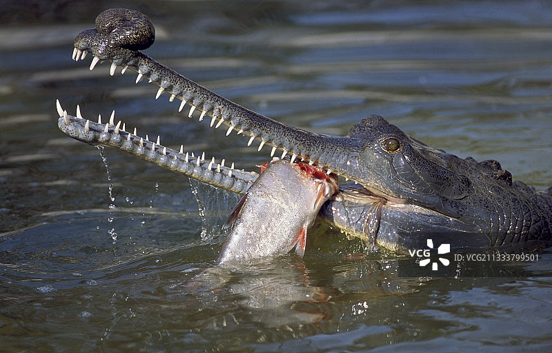 长吻鳄图片素材