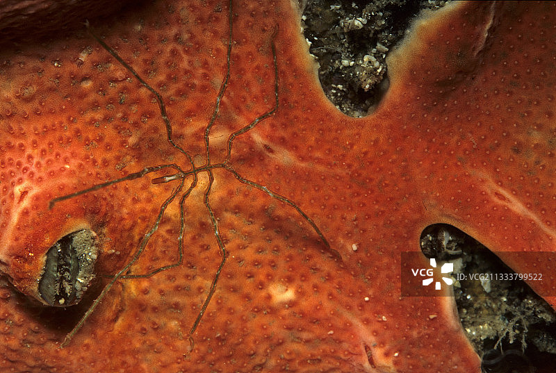 撒丁岛海绵上的泛足动物图片素材