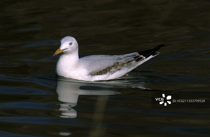卡利亚里萨丁岛盐水中的普通海鸥图片素材