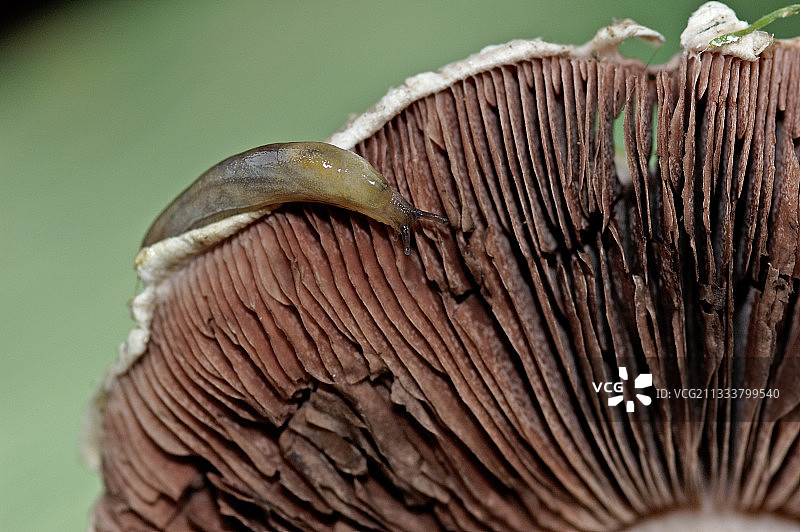 法国田野蘑菇菌褶上的蛞蝓图片素材