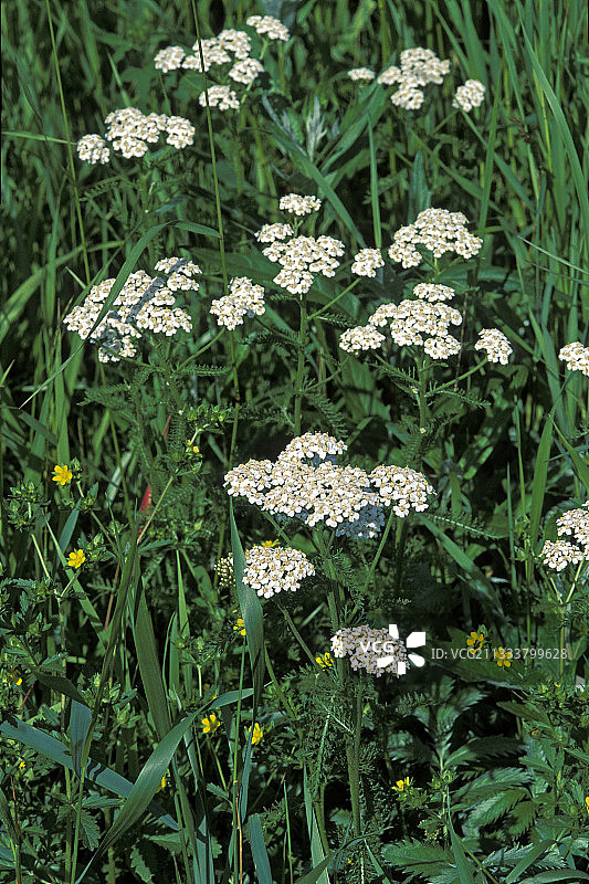加拿大西北地区蓍草白花图片素材