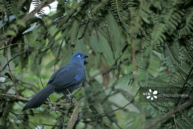 马达加斯加国家公园蓝色鹃鸱图片素材