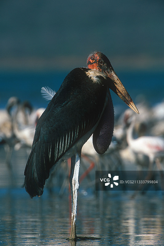 肯尼亚博戈里亚湖的秃鹳图片素材