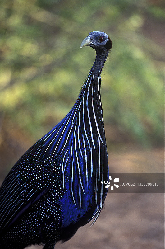 肯尼亚桑布鲁国家公园的珠鸡图片素材