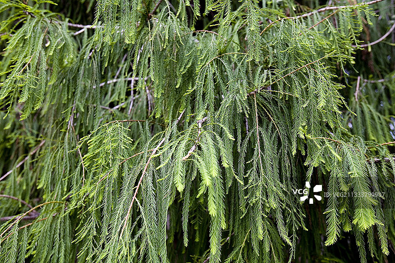 瓦哈卡附近的巨树图片素材