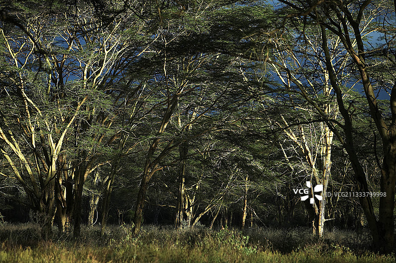 肯尼亚纳库鲁国家公园的相思树林图片素材