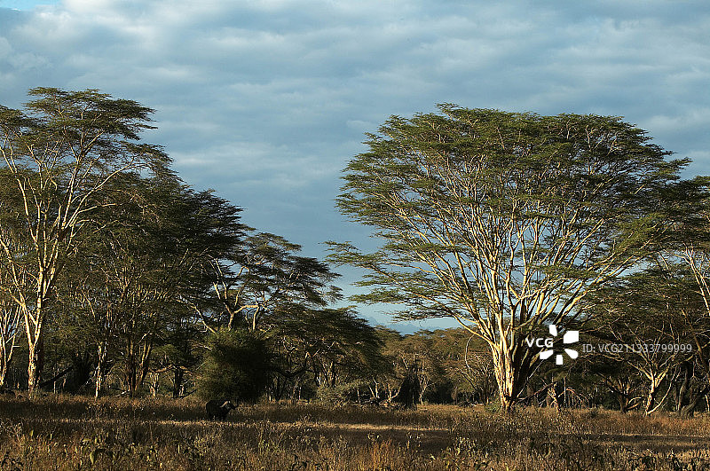 肯尼亚纳库鲁国家公园的相思树林图片素材