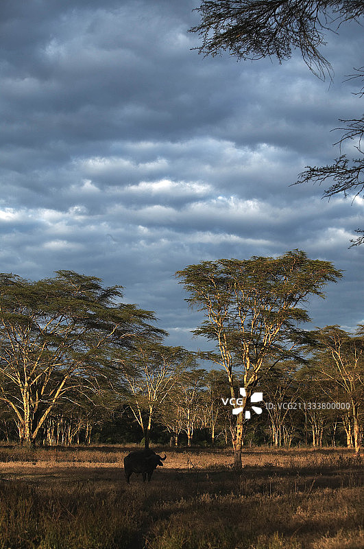 肯尼亚纳库鲁国家公园的相思树林图片素材