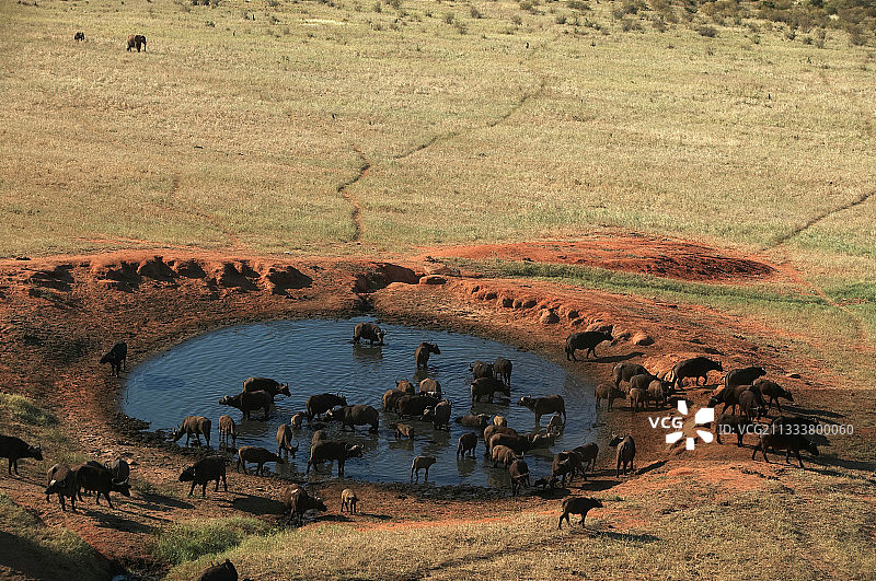 肯尼亚察沃国家公园水边的非洲水牛图片素材