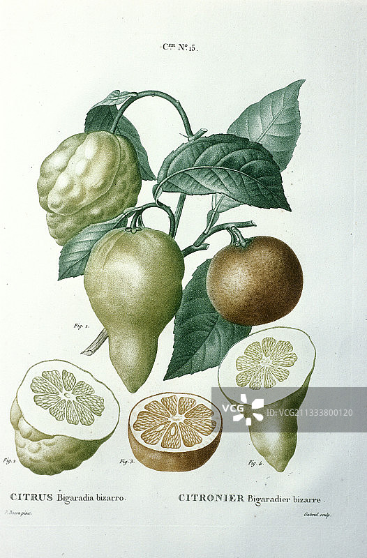 香橼和酸橙水果简笔画图片素材