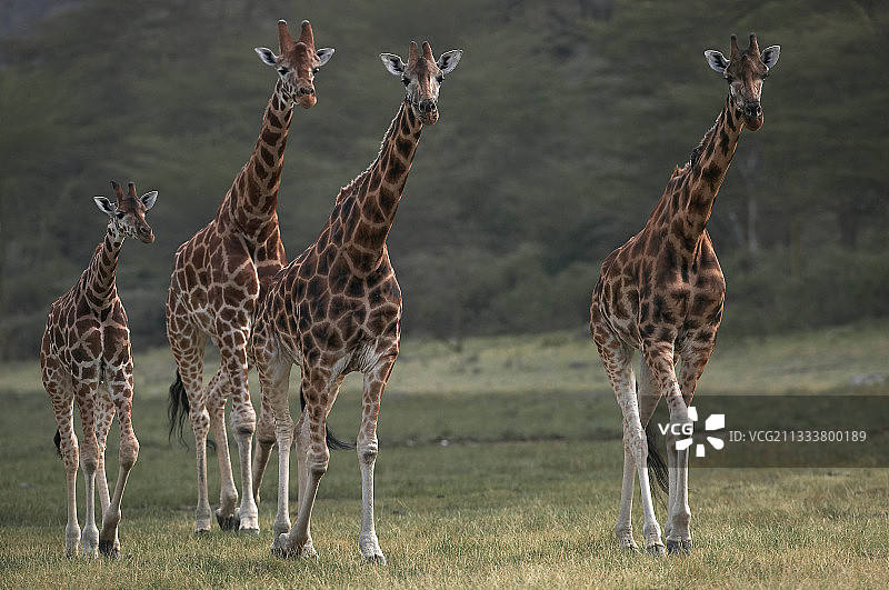 肯尼亚纳库鲁国家公园的罗斯柴尔德长颈鹿图片素材