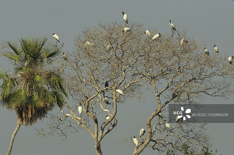 巴西树上休息的鹮鹳群图片素材