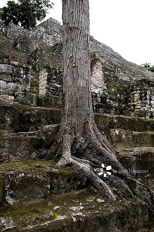 玛雅遗址上的树干：坎佩切省卡拉克穆尔的惊人景象图片素材