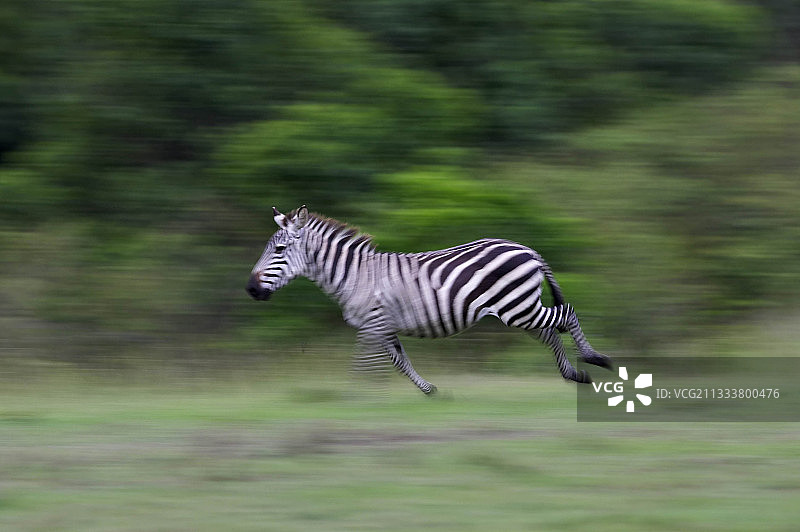 在肯尼亚马赛马拉保护区奔跑的格兰特斑马图片素材