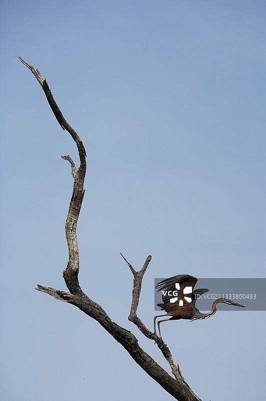肯尼亚安博塞利国家公园的巨鹭图片素材