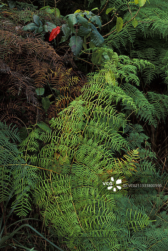 美国佛罗里达州大沼泽地国家公园的蕨类植物图片素材