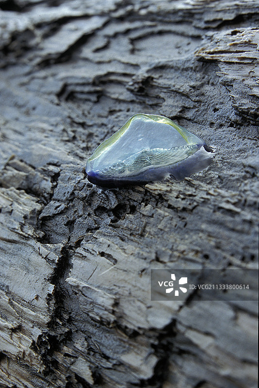 不列颠哥伦比亚省树干上的风帆痕迹图片素材