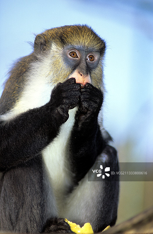 坎贝尔的鬼脸猴吃水果图片素材