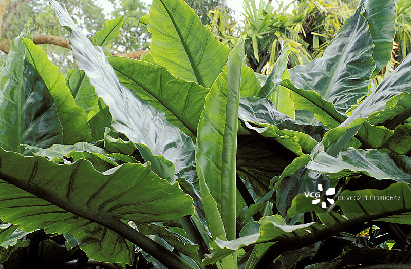 海芋，又名象耳图片素材