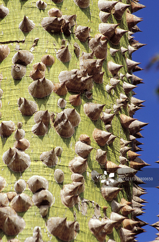 马斯卡林学院图片素材