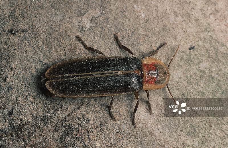 法国雄性普通萤火虫图片素材