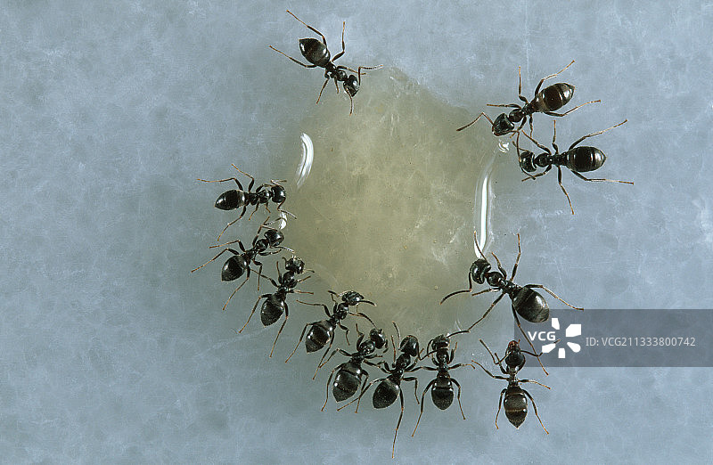 家蚁吸收甜味液体图片素材