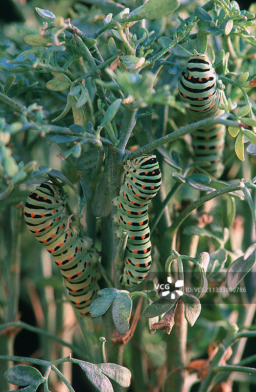 西班牙芸香植物上的凤蝶毛毛虫图片素材