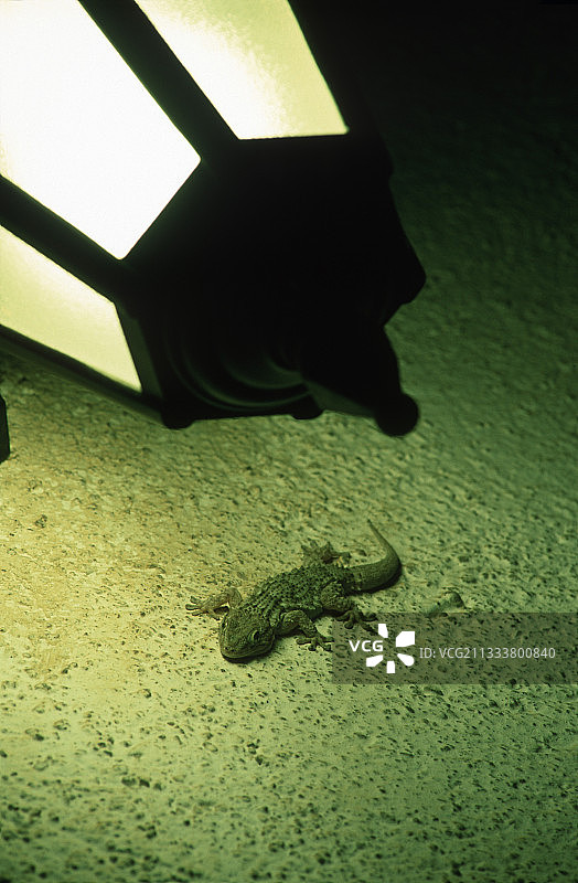 西班牙墙上的鳄鱼壁虎图片素材